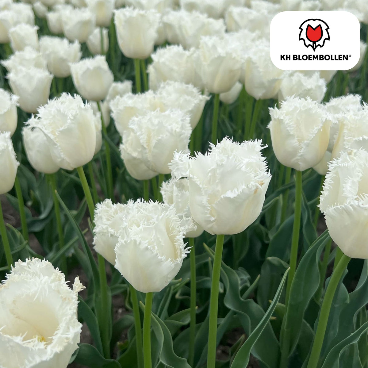 Tulpenzwiebeln Honeymoon – 20 Blumenzwiebeln – Weiße Tulpe mit gezacktem Rand – Elegant & Einzigartig – Für Garten & Topf – Frisch vom Züchter 