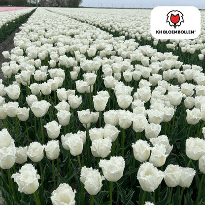 Tulpenzwiebeln Honeymoon – 20 Blumenzwiebeln – Weiße Tulpe mit gezacktem Rand – Elegant & Einzigartig – Für Garten & Topf – Frisch vom Züchter 