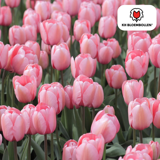 Tulpenzwiebeln Apricot Delight – 20 Blumenzwiebeln - Zartrosa-Apricot Tulpe – Groß & Kraftvoll – Für Garten oder Topf – Frisch vom Züchter 