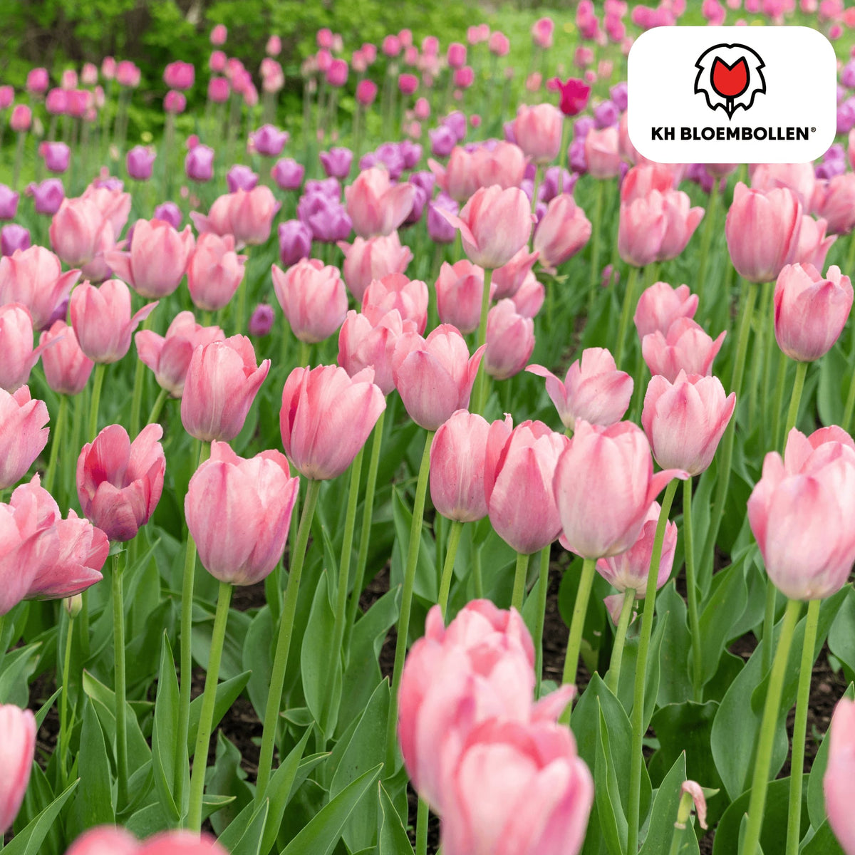 Tulpenzwiebeln Apricot Delight – 20 Blumenzwiebeln - Zartrosa-Apricot Tulpe – Groß & Kraftvoll – Für Garten oder Topf – Frisch vom Züchter 