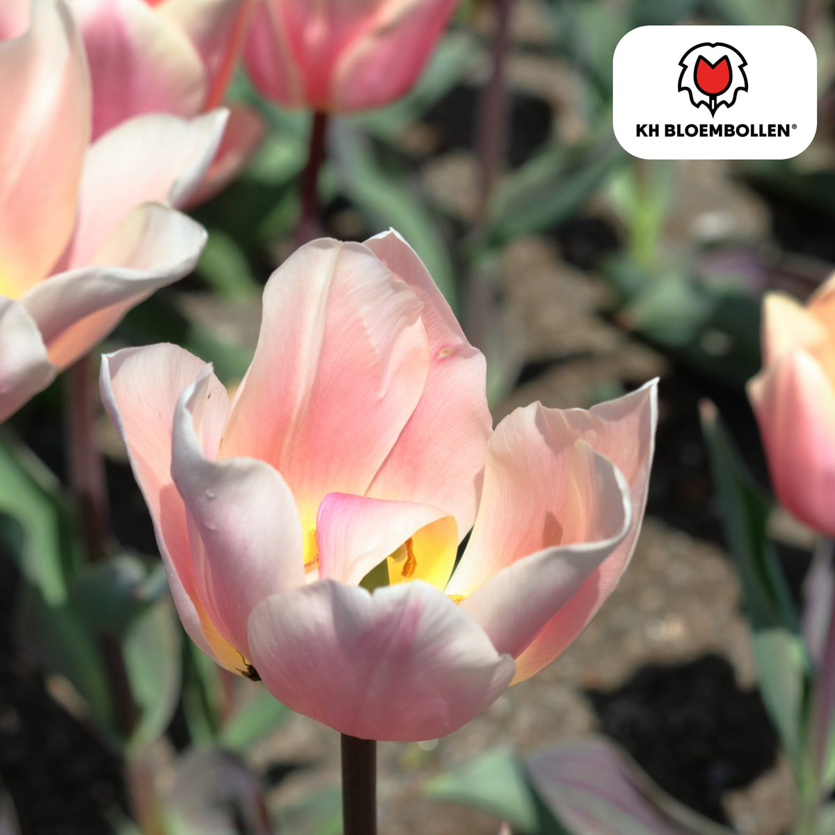 Tulpenzwiebeln Apricot Delight – 20 Blumenzwiebeln - Zartrosa-Apricot Tulpe – Groß & Kraftvoll – Für Garten oder Topf – Frisch vom Züchter 