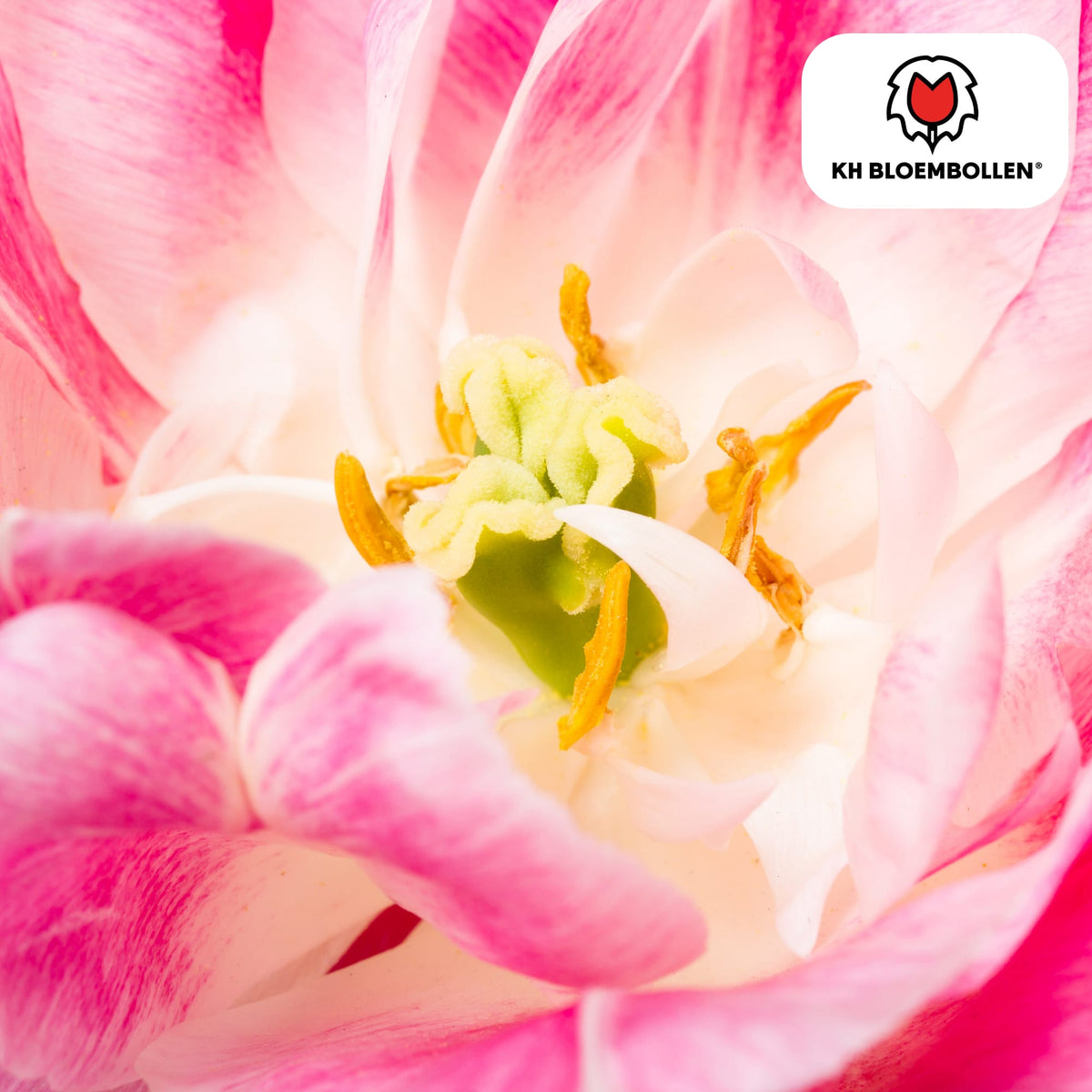 Columbus Tulpenzwiebeln – 20 Blumenzwiebeln – Rosa-weiße Pioentulpen – Gefüllte Blüte – Für Garten, Topf & Vase 