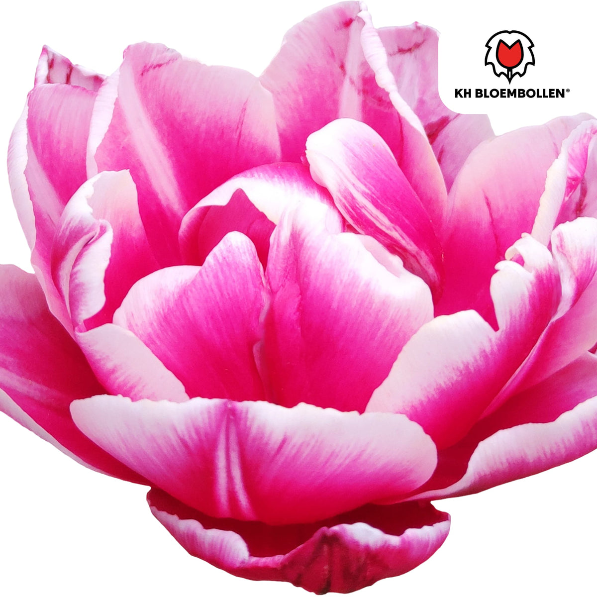 Columbus Tulpenzwiebeln – 20 Blumenzwiebeln – Rosa-weiße Pioentulpen – Gefüllte Blüte – Für Garten, Topf & Vase 