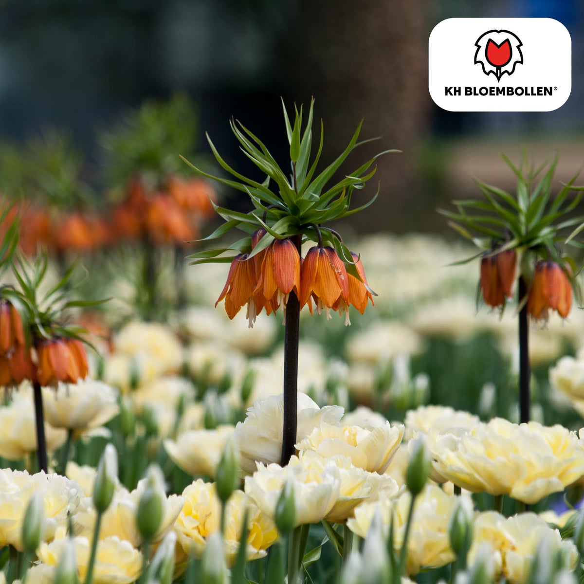 Fritillaria Kaiserkrone Rubra – 5 Blumenzwiebeln – Rot-Orange Frühlingsblüten – Ideal für Beete & Solitärpflanzungen 