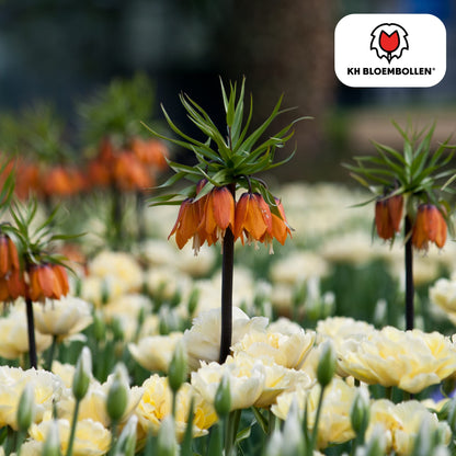Fritillaria Kaiserkrone Rubra – 5 Blumenzwiebeln – Rot-Orange Frühlingsblüten – Ideal für Beete & Solitärpflanzungen 