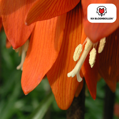 Fritillaria Kaiserkrone Rubra – 5 Blumenzwiebeln – Rot-Orange Frühlingsblüten – Ideal für Beete & Solitärpflanzungen 