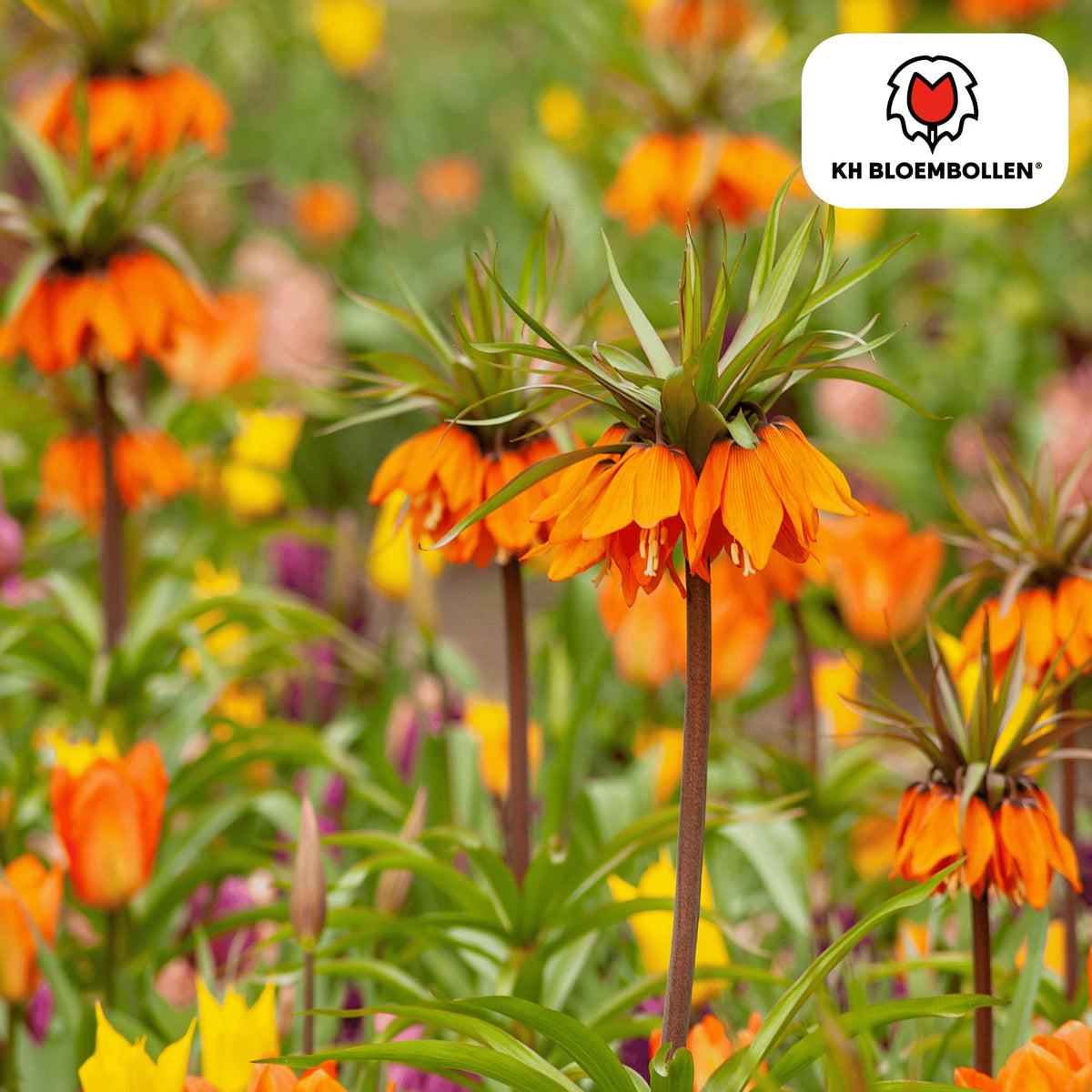 Fritillaria imperialis 'Garland Star' – 5 Blumenzwiebeln – Kaiserkrone mit leuchtend orange-roten Blüten – Frühjahrsblüher 