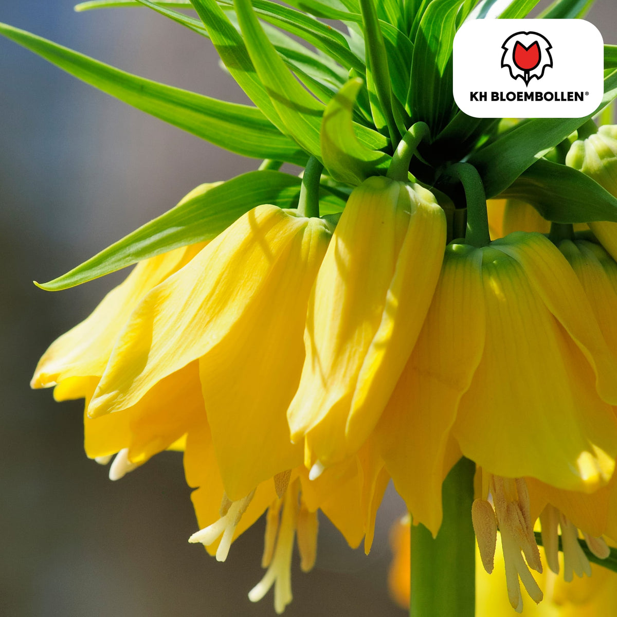 Fritillaria imperialis 'Lutea' – Kaiserkrone – schwefelgelbe Blüten – 5 Blumenzwiebeln – ↕80-100cm – imposanter Frühjahrsblüher 
