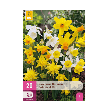 GreenboutiQ - Blumenzwiebeln - Narcis Botanical Mix - Farbe Gelb und Weiß - 20 Stück - Zwiebelgröße 10/12 - XXL Pack 