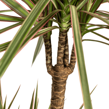Dracaena Marginata Bicolor mit Korb Ø21cm - ↕110 - 130cm 