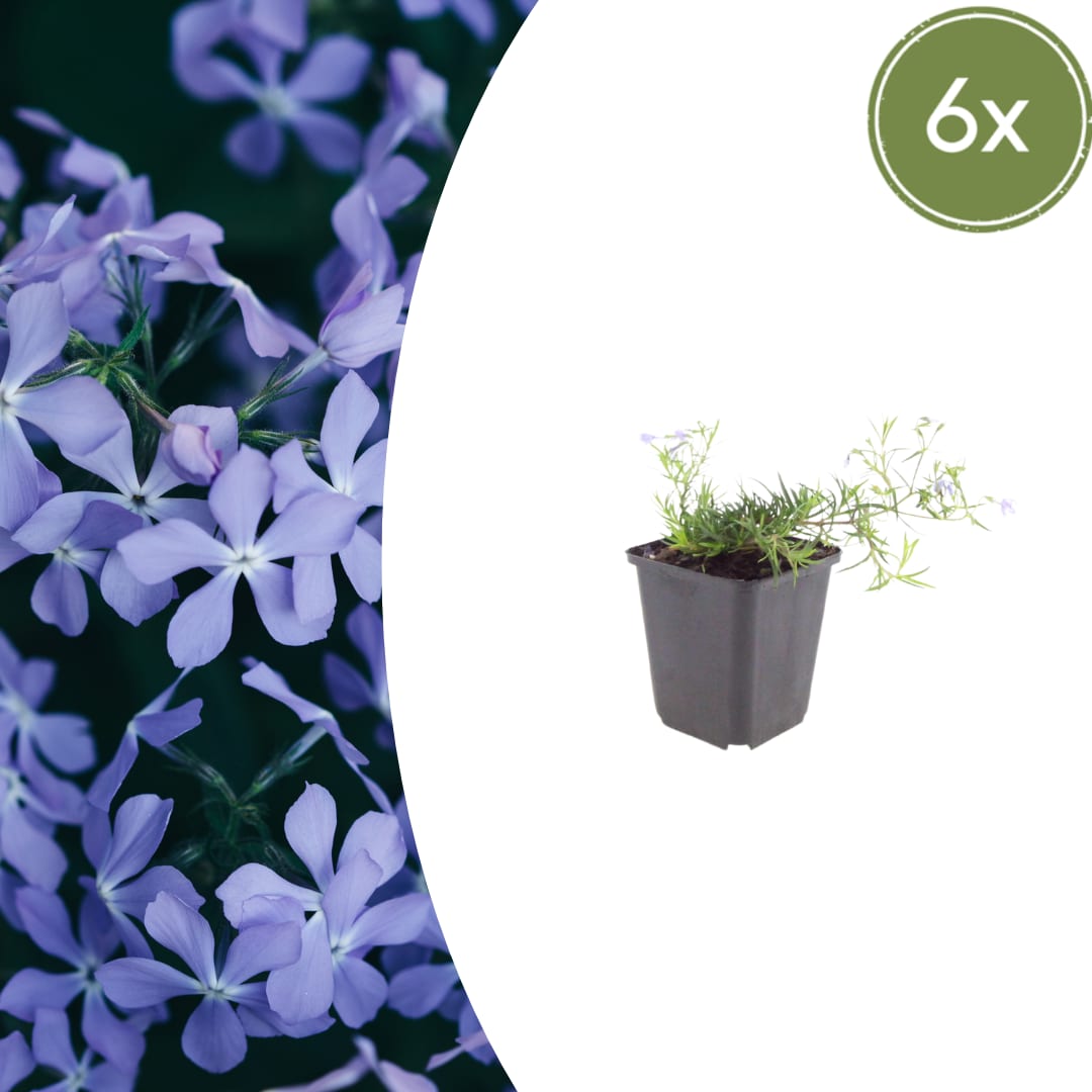 Phlox subulata Emerald Cushion Blue – Ø9cm – Höhe10-25cm – Ansicht 4