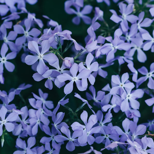 Phlox subulata Emerald Cushion Blue – Ø9cm – Höhe10-25cm