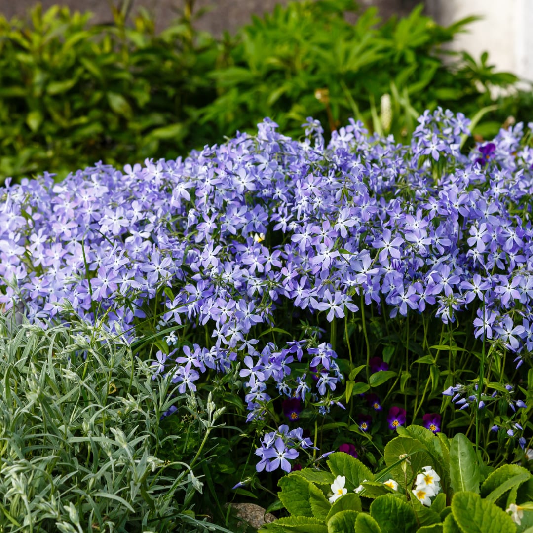 Phlox subulata Emerald Cushion Blue – Ø9cm – Höhe10-25cm – Ansicht 3