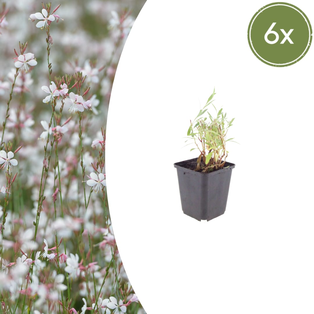 Gaura lindheimeri Prachtkerze – Ø9cm – Höhe 10-25cm – Weiße Rosa Blüten – Sommerblühende Staude – Ansicht 4