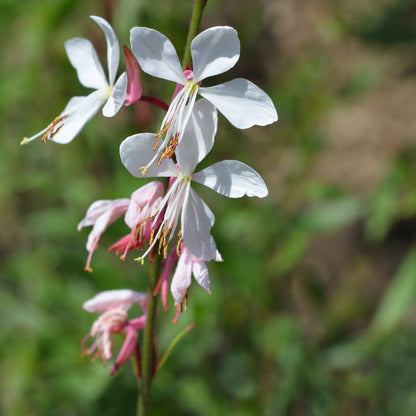 Gaura lindheimeri Prachtkerze – Ø9cm – Höhe 10-25cm – Weiße Rosa Blüten – Sommerblühende Staude – Ansicht 3