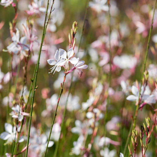 Gaura lindheimeri Whirling Butterflies – Ø9cm – Höhe 10-25cm – Prachtkerze – Reinweiße Blüten