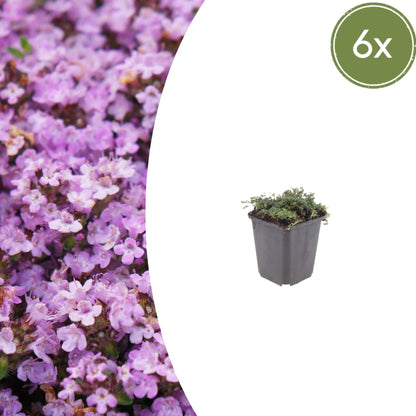 Thymian Thymus praecox Purple Beauty – 6 Pflanzen – Ø9cm – Höhe 10-25cm – Winterharter Bodendecker – Violette Blüten – Trockenheitsresistent für Steingarten & Beet - Oasis of Life