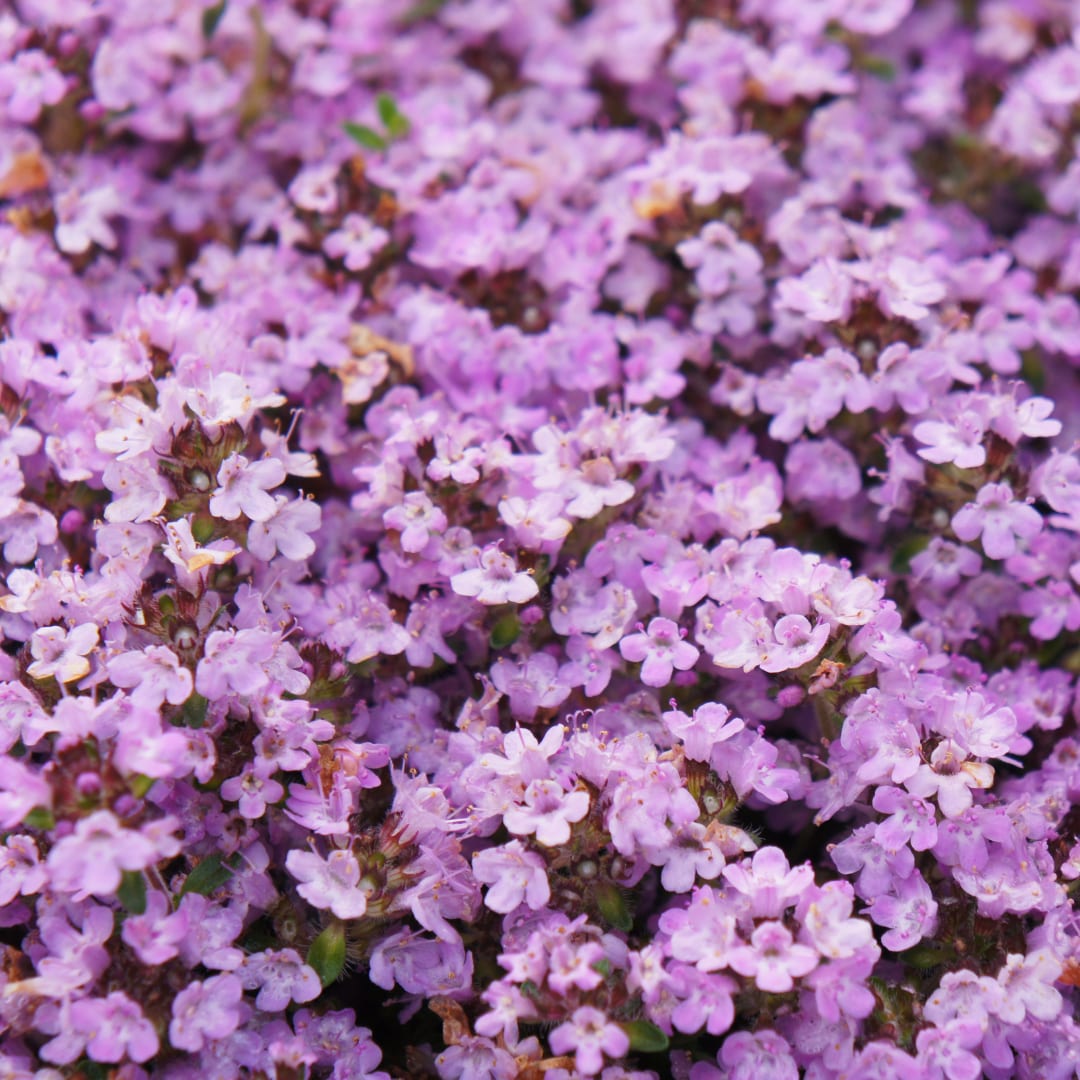 Thymian Thymus praecox Purple Beauty – 6 Pflanzen – Ø9cm – Höhe 10-25cm – Winterharter Bodendecker – Violette Blüten – Trockenheitsresistent für Steingarten & Beet - Oasis of Life