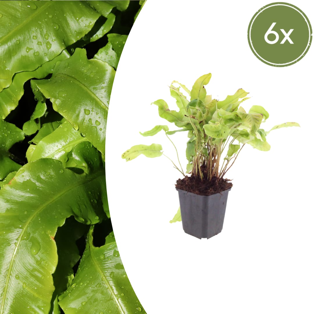 Hirschzungenfarn Asplenium scolopendrium – 6 Pflanzen – Immergrüner Farn für Schatten & Halbschatten – Strukturpflanze für Garten & Beet – 10-25cm – Ø9cm – Winterhart - Oasis of Life
