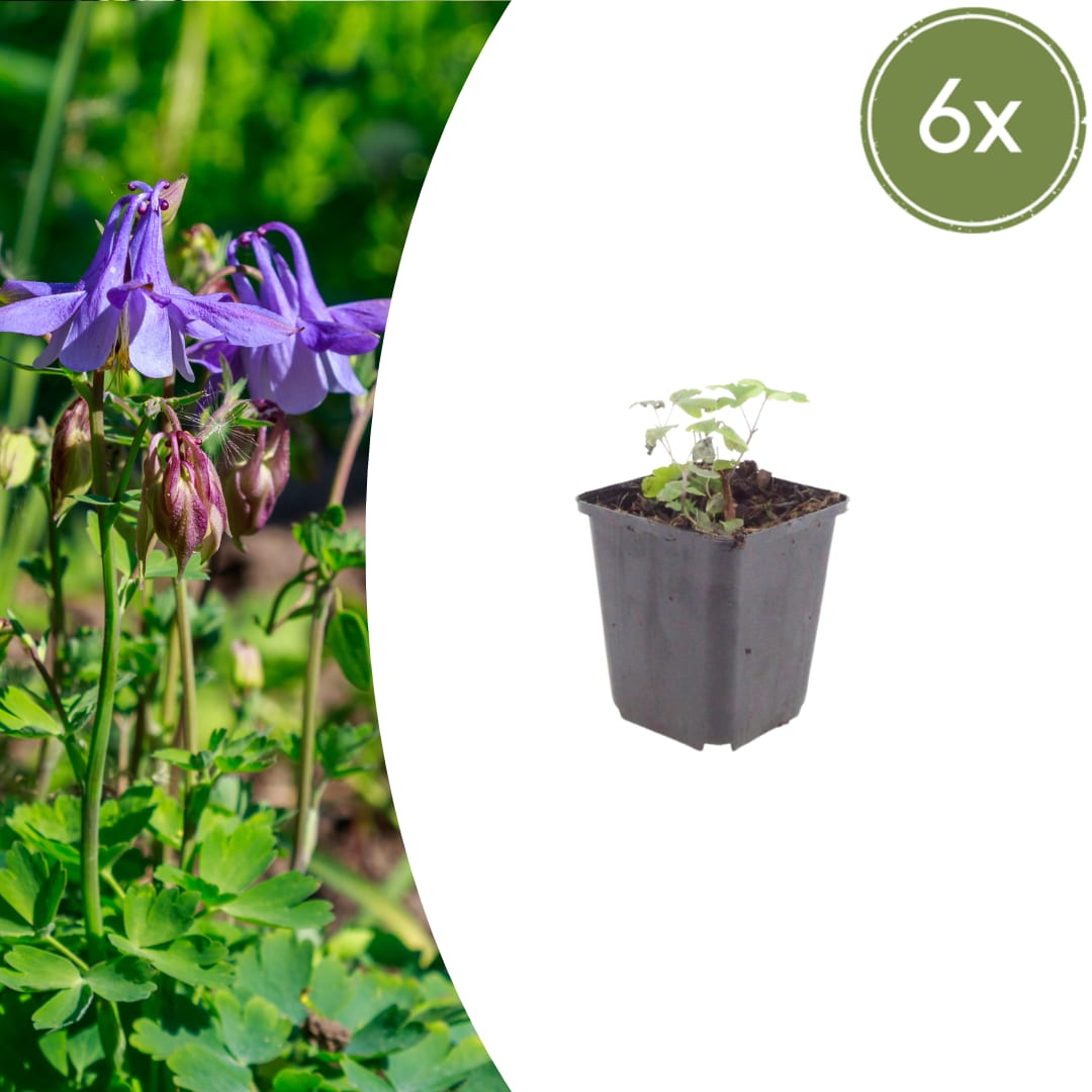 Akelei Aquilegia vulgaris – 6 Pflanzen – Blühende Staude für Sonne & Halbschatten – Insektenfreundlich für Beet & Naturgarten – 10-25cm – Ø9cm – Winterhart - Oasis of Life
