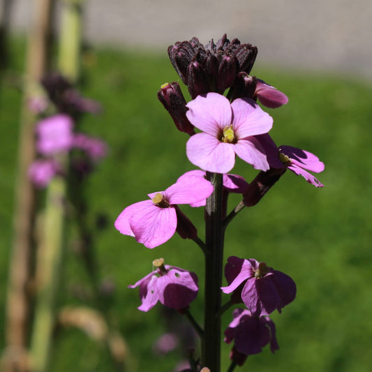 Erysimum Bowles Mauve – Goldlack Staude – 10-25cm – Ø9cm – Langblühende Gartenpflanze für Sonne – Ansicht 2