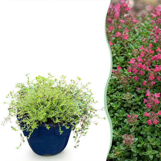 Kriechthymian 'Red Carpet' – Duftend, Rot-Rosa – Topf Ø11cm