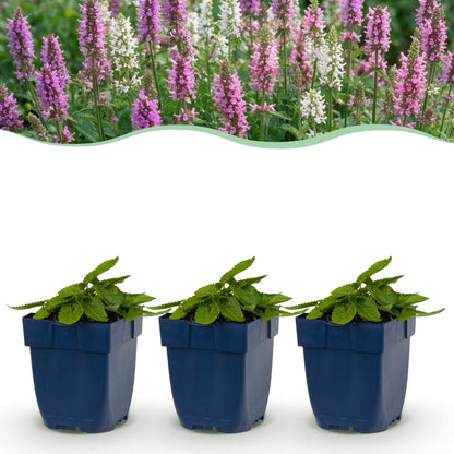 Betonie 'Stachys Duo' – Rosa-Lila-Weiß – Topf Ø11cm