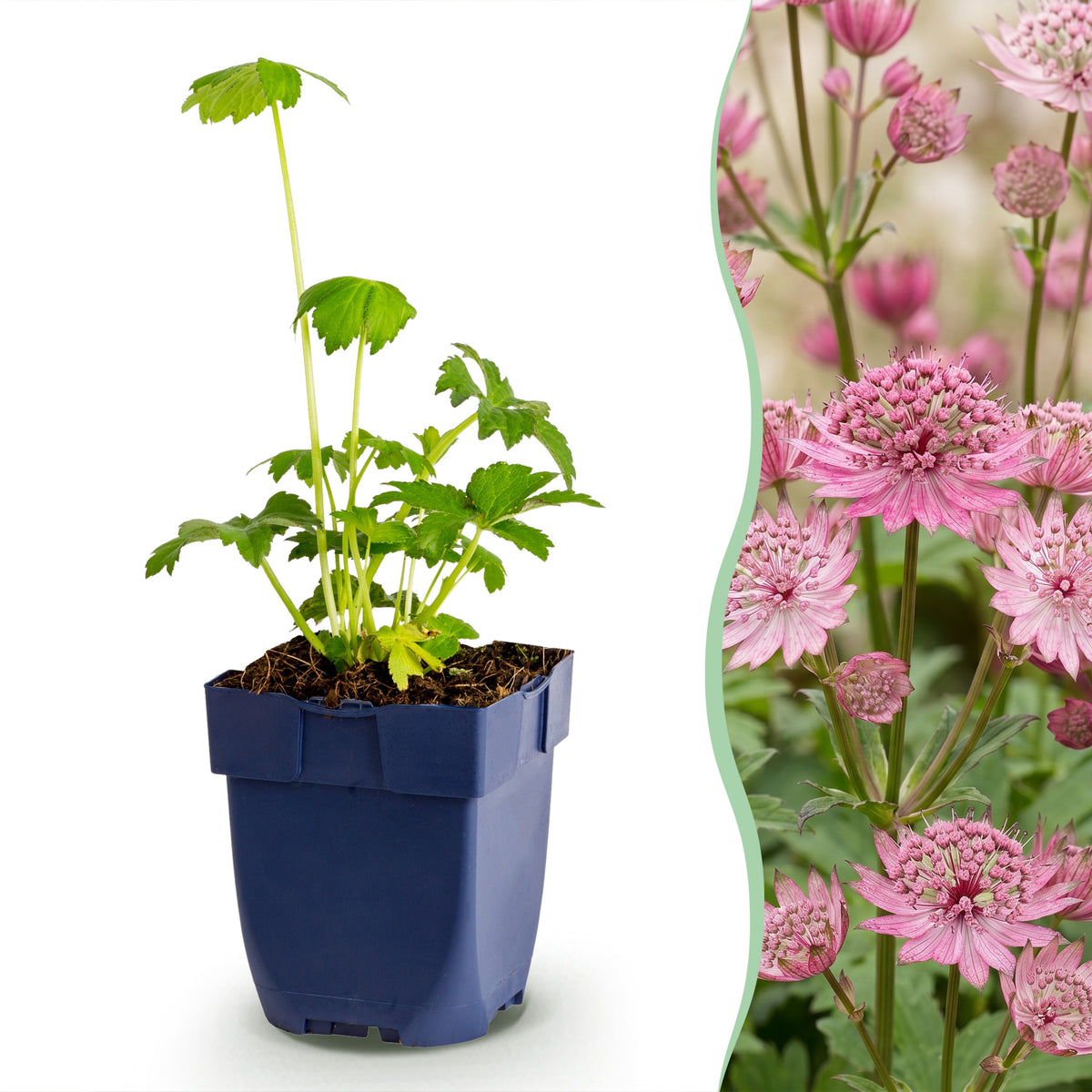 Sterndolde 'Astrantia major' – Weiß-Rosa – Topf Ø11cm