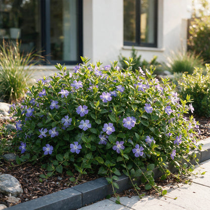Immergrün 'Vinca major' – Blau – Topf Ø11cm – Ansicht 6