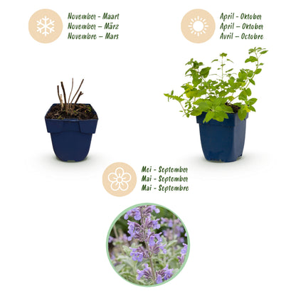 Katzenminze 'Nepeta faassenii' – Lila – Topf Ø11cm – Ansicht 4