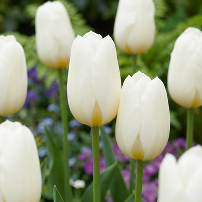 Triumph-Tulpe 'White' – Weiß