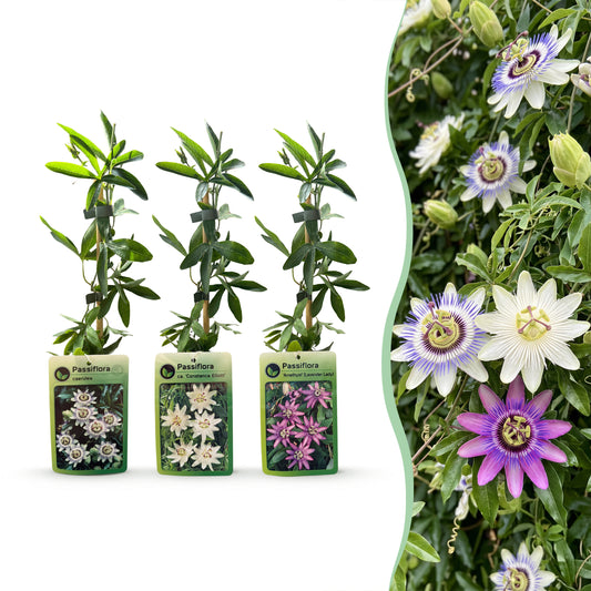Kletterpflanzen-Trio 'Tricolour' – Clematis, Passionsblume & Sternjasmin – Topf Ø9cm
