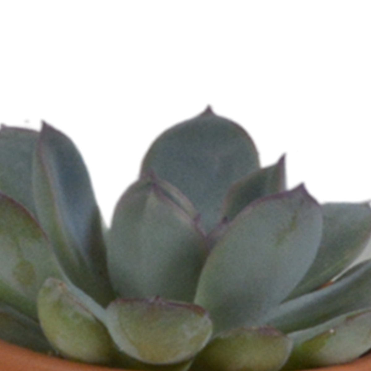 Sukkulenten-Mix (5 Pflanzen) – Terrakottatopf Ø5,5cm – Ansicht 15