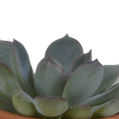 Sukkulenten-Mix (5 Pflanzen) – Terrakottatopf Ø5,5cm – Ansicht 15