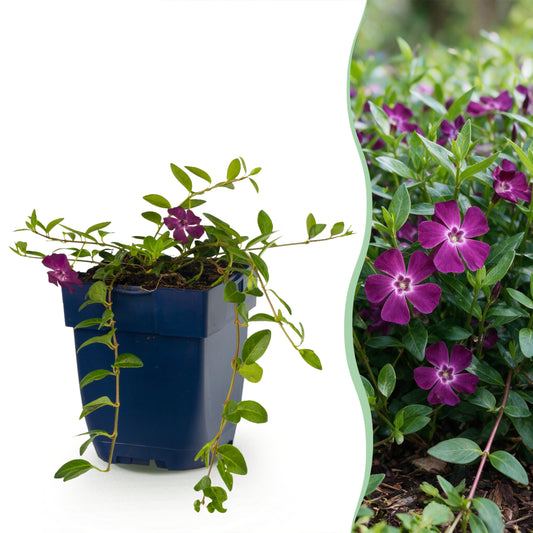 Immergrün 'Atropurpurea' – Vinca minor – Lila – Topf Ø11cm