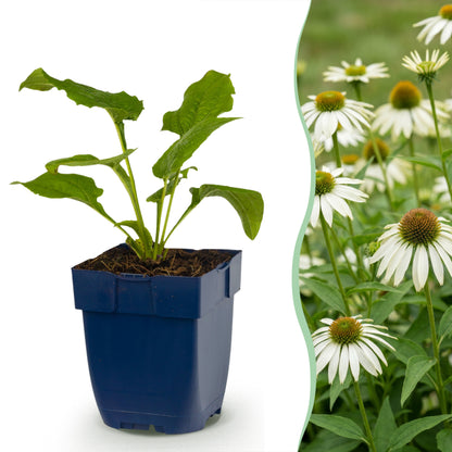 Sonnenhut 'Alba' – Echinacea purpurea – Weiß – Topf Ø11cm