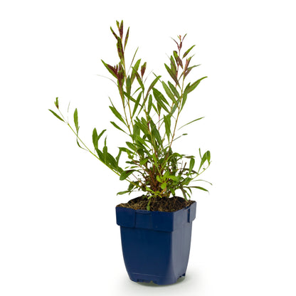 Prachtkerze 'Florgauros' – Gaura lindheimeri – Rosa – Topf Ø11cm – Ansicht 2