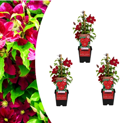 Clematis 'Rouge Cardinal' – Rot – P9 Topf