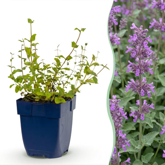 Katzenminze 'Grog' – Blau – Topf Ø11cm