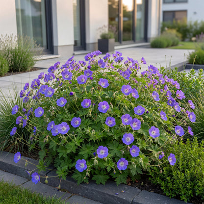 Storchschnabel 'Rozanne' – Blau – Topf Ø11cm – Ansicht 5