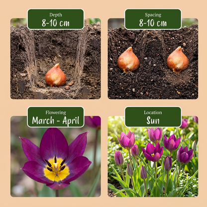 Tulpe 'Persian Pearl' – Lila – Ansicht 4