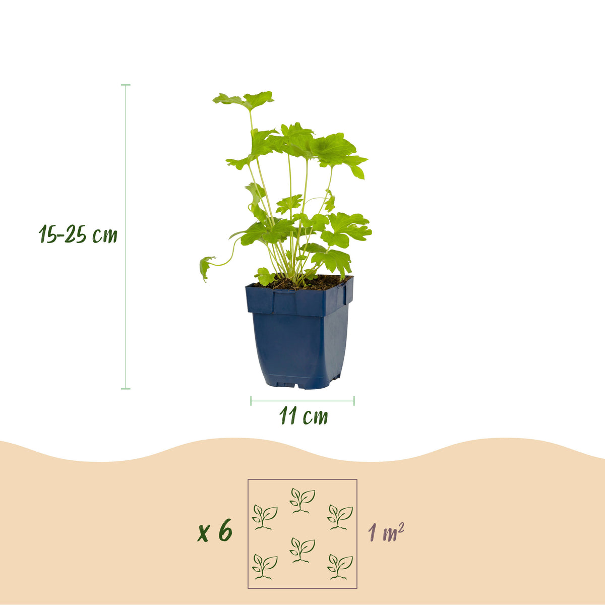 Rittersporn 'Delphinium Black Knight' – Lila – Topf Ø11cm – Ansicht 3