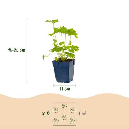 Rittersporn 'Delphinium Black Knight' – Lila – Topf Ø11cm – Ansicht 3