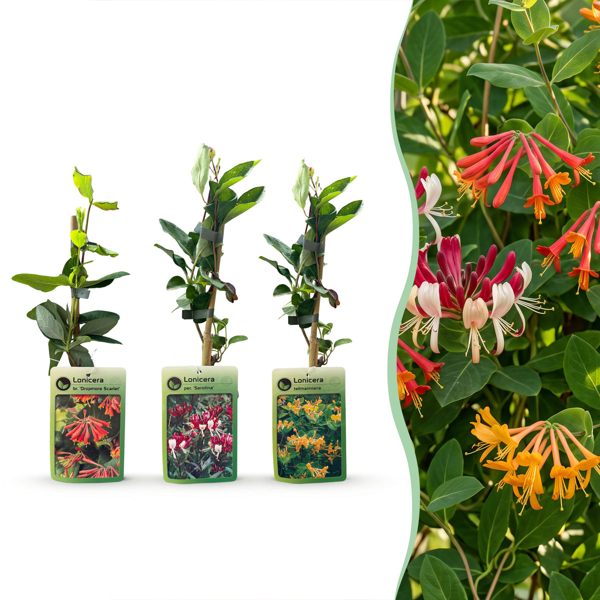 Geißblatt-Trio 'Tricolour' – 3 Lonicera-Sorten – Topf Ø9cm