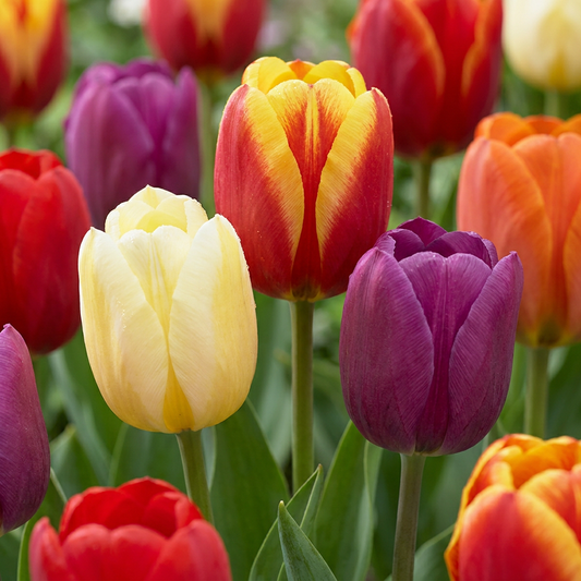 Triumph-Tulpen-Mix – Zwiebelgröße 11/17