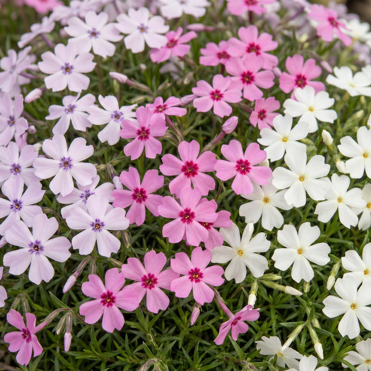 Polster-Phlox 'Tricolour' – Violett-Rosa-Weiß – Topf Ø11cm – Ansicht 5