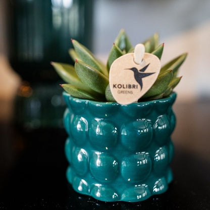 Sukkulente Echeveria Miranda – Ø6cm – Ansicht 4