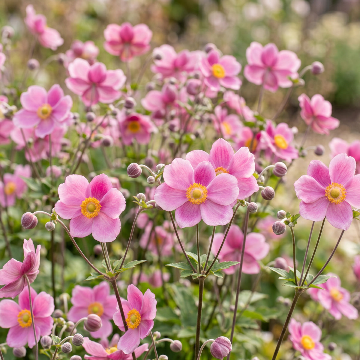 Herbst-Anemone 'Splendens' – Dunkelrosa – Topf Ø11cm – Ansicht 5