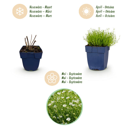 Sagina subulata – Weiß – Topf Ø11cm – Ansicht 4