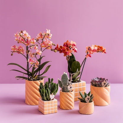 Sukkulente Crassula Hobbit – Ø6cm – Ansicht 8